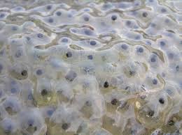 Tadpole eggs frog eggs egg pictures identify plant macro and micro chaotic neutral abstract nature frog and toad aesthetic pastel wallpaper. Free Frog Eggs Stock Photo Freeimages Com