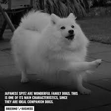 How To Breed Japanese Spitz Temperament Litter Size Health Faqs