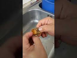 Gosok, cuci, dan hilangkan serabut kerang hijau. Cara Bersihin Kerang Youtube