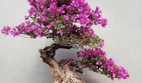 Namun, bentuk yang semakin menarik perhatian adalah berbatang condong, pokok dahannya berjuntaian, dan pelbagai jenis bentuk lagi. Cara Membuat Tanaman Bonsai Unik Mendatangkan Keuntungan