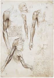 Face anatomy human body anatomy anatomy drawing anatomy art medical illustration antique illustration body diagram figure reference pose this is a crisp and detailed original antique german anatomy print of human innards as titled in german at the top of the print it measures aprox. The Study Of Anatomy Article Khan Academy