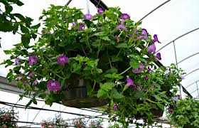 Plant them in a hanging basket and locate where it gets full sun. Top 5 Hanging Baskets For Shade Fairview Garden Center