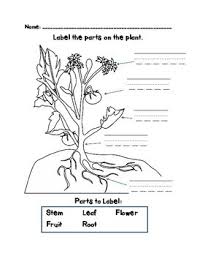 Maybe you would like to learn more about one of these? Parts Of Plants We Eat Stems Leaves Flowers Fruits Roots And Seeds