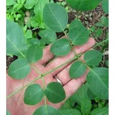 Check spelling or type a new query. Buy 5 10 Pcs Moringa Plant Seeds Biji Benih Pokok Kelor Seetracker Malaysia