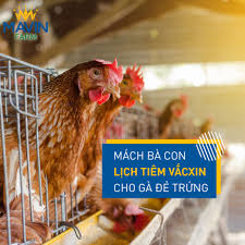 Khi nào bạn cần tiêm ngừa vacxin này? Mavin Group Mach Ba Con Lá»‹ch Tiem Váº¯cxin Cho Ga Ä'áº» Facebook