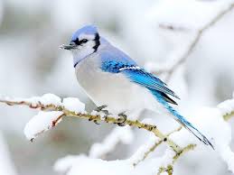 the most common backyard birds you ll see during the winter most beautiful birds beautiful birds bird wallpaper
