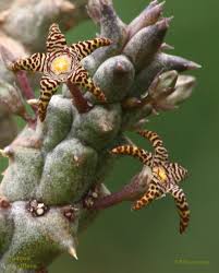 Image result for Psydrax parviflora