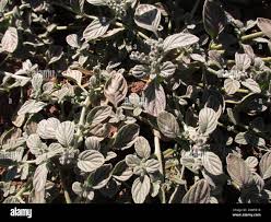 Image result for Heliotropium supinum