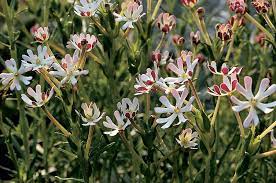 Savings spotlights · curbside pickup · everyday low prices Night Phlox Midnight Candy Zaluzianskya Capensis Seeds Select Seeds Night Blooming Flowers Moon Garden Plants