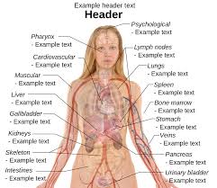 Anatomy Human Body Organs Female