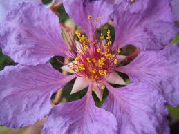 Image result for Lagerstroemia speciosa