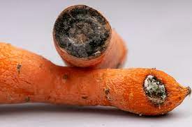 How Long Do Carrots Last And How Do You Store Them Does It Go Bad