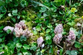 Image result for Agelanthus zizyphifolius