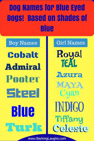 Over 90 Of The Most Hypnotic Blue Eyed Dog Names Dog Names Blue Eyed Dog Names Blue Eyed Dog