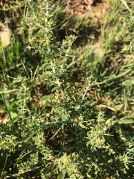 Image result for Indigofera circinnata