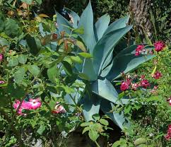 Image result for Buchnera attenuata