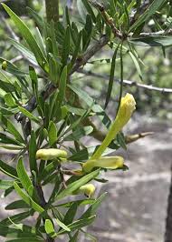 Image result for Dolichandrone alba