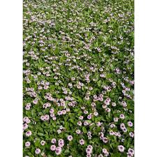Image result for Phyla nodiflora
