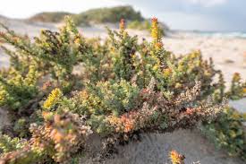 Image result for Suaeda vermiculata