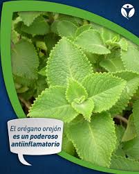 El orégano orejón es una planta con grandes propiedades curativas. Gracias a sus altas concentraciones de timol, fortalece los músculos y combate las enfermedades inflamatorias generales. Además, ayuda a mejorar la circulación