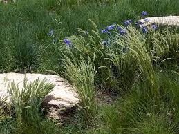 Image result for Koeleria