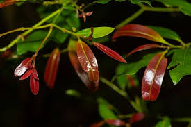 Image result for Beilschmiedia rwandensis