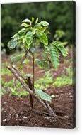Image result for Coffea sp. A