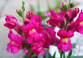 Avoid powdery mildew by providing good air circulation for the plants by good spacing and pruning. Snapdragon Flowers Antirrhinum Majus Care Tips