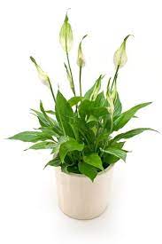 Łączą one w sobie piękno, elegancje i cechę leczniczą jakim jest oczyszczanie powietrza! Rosliny Doniczkowe Cieniolubne Peperomia Plants Planters
