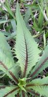 Image result for Lactuca indica