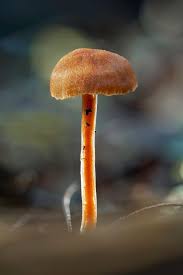 Image result for Indigofera soutpansbergensis