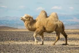 U have any side pics of these camels, i waana see the humps. Read About The Large Bactrian Camel Here