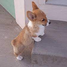 Virginia corgi dog rescue group directory. Pembroke Welsh Corgi Puppies For Sale Virginia Beach Boulevard Va 200943