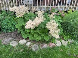 Image result for Diheteropogon amplectens