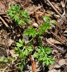 Image result for Cussonia sessilis