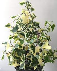Senecio Macroglossus Variegatus Wax Ivy Variegated Ivy Plant Indoor Ivy Plants Plants