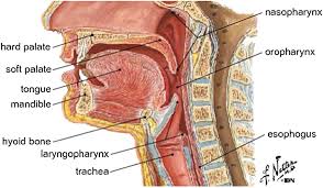 Its attached to the floor of the mouth by a fold known as the frenulum. The Biomechanics Of The Human Tongue Kajee 2013 International Journal For Numerical Methods In Biomedical Engineering Wiley Online Library