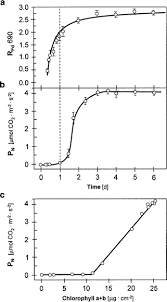 Image result for Xerophyta scabrida