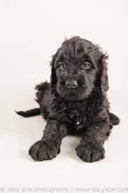 View reviews of thousands of breeders listing hundreds of puppy for sale ads in your local area. Barbet Dog Breed Information Images Characteristics Health