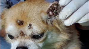 Maybe you would like to learn more about one of these? Dog Tick On Human Ear
