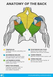 Bodyweight exercises always recruit more than one muscle group for each exercise so it is impossible to isolate and work one muscle group specifically by doing one type of exercise. Back Workouts For Women 4 Ways To Build Your Back By Design
