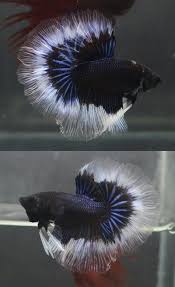 The selective breeding began in s.e. Blue Black Butterfly Hm Male Betta Betta Fish Beautiful Fish