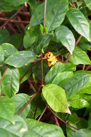 Image result for Turraea robusta