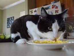 Also, the water content is likely to help cats stay hydrated. Can Cat S Eat Eggs Are They Good Or Bad All Of The Facts Uncovered