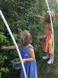 Bird Netting Structures For Fruit Trees 10 Reasons Why Low Tunnels Beat Cold Frames For Winter Gardening Bird Netting Winter Garden Winter Vegetables Gardening