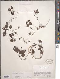 Image result for Pilea sublucens