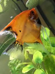 Fin rot is particularly common among tropical fish, especially those who are kept in freshwater fishes with fin rot have jagged and gradually receding fins. Fin Rot On My Angelfish Aquariacentral Com