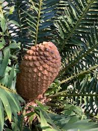 Image result for Encephalartos umbeluziensis
