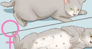 How To Tell If A Cat Is Neutered 9 Steps With Pictures
