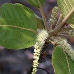 Image result for Terminalia mollis